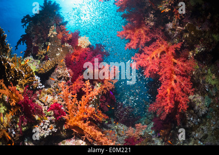 Coral reef scenery with soft corals and Pygmy sweepers. Egypt, Red Sea. (Dendronnephthya sp), ( Parapriacanthus guentheri) Stock Photo