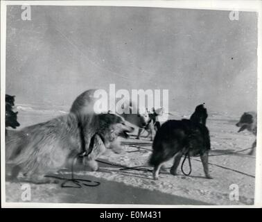 May 05, 1953 - Into Battle - with Polar Bear... Scene from the Canadian Arctic. A fight begins on the snowy waste battleground in the Canadian Arctic, 60 miles from the magnetic North Pole... A team of husky dogs has surprised a Polar Bear... The picture was taken by Kayak an Eskimo Special Constable with the Royal Canadian Mounted Police - and brought to London by reporter T.F. Thompson who went in a Hastings plane with the Royal Air Force on a polar flight, designed to provide Arctic Experience for ten ''super navigators''. The fight ended when the companion of Kayak shot the Polar bear. Stock Photo