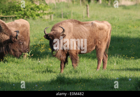Grazing European bison or wisent  (Bison bonasus) Stock Photo