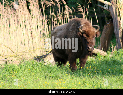 Large male European bison bull, a.k.a  wisent (Bison bonasus) Stock Photo