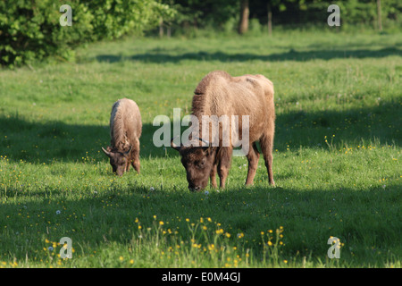 Herd of  European bison or wisents (Bison bonasus), here a mother and her calf Stock Photo