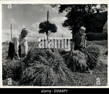 Aug. 07, 1953 - Danish Princes give a hand with the harvest: Prince Inglof and Prince Christian the two sons of Prince Knud brother of King Frederick IX of Denmark are on holiday on the farm of Mr. Sode, which adjoins the Royal Estate of Freiensborg Castle, North Sealand. During the holiday they are putting themselves to go use by helping with the harvest. Photo shows Prince Ingolf (left) and Prince Christian helping with the harvest. Stock Photo