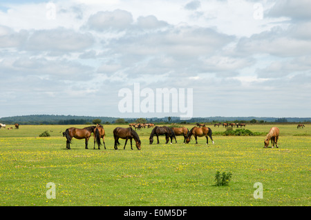 New Forest ponies grazing on open pasture. Stock Photo