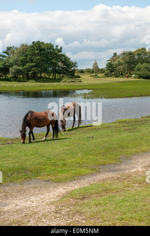 New Forest ponies grazing at Hatchet Pond, Hampshire. Stock Photo