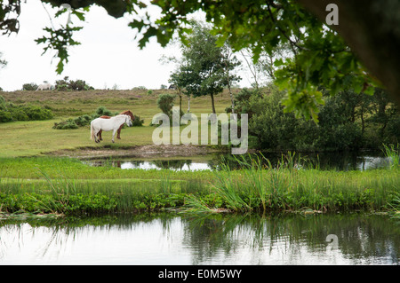 New Forest ponies grazing at Hatchet Pond, Hampshire. Stock Photo