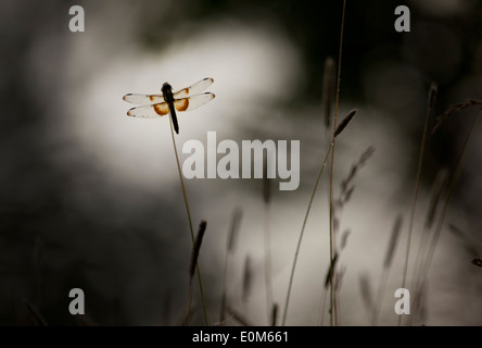 A Widow Skimmer dragonfly's wings stand out amidst the mute colors of a pre-dawn morning. (Libellula luctuosa) Stock Photo