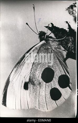 May 05, 1954 - These peculiarly marked cabbage-butterfly are not real They are made by the entomological department of the Zoological institution of experience and museum Koenig in Bonn, to show the completely unknown flying way of the butterflies. during the next days some thousands of these painted butterflies will start from Bonn, The peoples who will find them will get a price and also the expenses for postage. Please address all your news about the cabbage-Butterflies to the zoological institute and museum Koening, entomological department, Bonn. Stock Photo