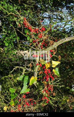 Ripe Black Bryony berries Tamus communis in a hedgerow. Chichester Plain. West Sussex. September. Stock Photo