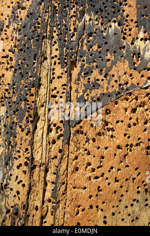 Beetle Holes In Tree Trunk Stock Photo