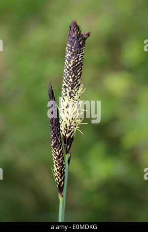Common Sedge Carex nigra Stock Photo