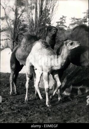 Feb. 01, 1955 - New inmates born in Paris zoo the little camel born two month ago takes a stroll with his mother while the sun shines' this afternoon. Stock Photo