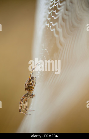 A side view of an Orb Weaver spider on its dew-covered web, Western Oregon, USA (Araneidae) Stock Photo