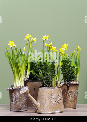 Bunch of fresh yellow daffodils in metal buckets and water can on green background Stock Photo