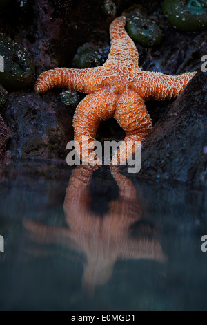 A starfish seems to lounge at low tide, southern Oregon coast, USA (Pisaster ochraceus) Stock Photo