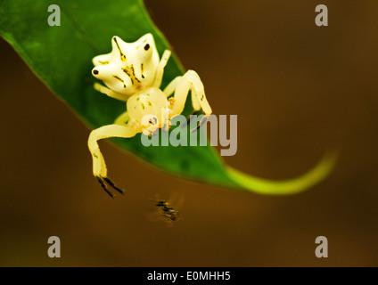 The moment before a Crab Spider lunges for a fly, Peruvian Amazon (Araneidae) Stock Photo