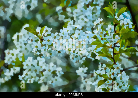 cherry blossoms, Illustrations,flowers, Stock Photo
