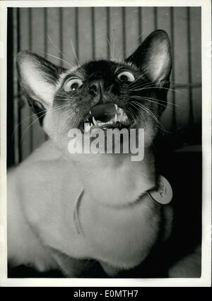 Aug. 23, 1956 - 23-8-56 Not as fierce as it looks. Photo Shows: With his teeth bared, Causeway Lucienne, owned by Mrs. W.M. Ford, of Portishead, Somerset, looks a tough customer. He is a four-months old seal-pointed Siamese Cat and was seen at the Herts and Middlesex Cat Show held in London yesterday. Stock Photo