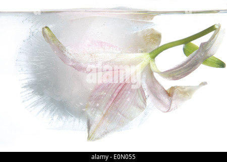 Frozen lily under frozen ice Stock Photo