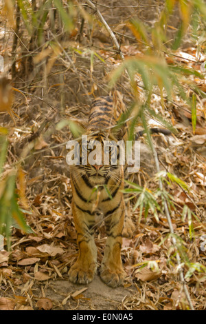 Bengal Tiger, adolescent cub in forest, Bandhavgarh National Park, India (Panthera tigris tigris) Stock Photo