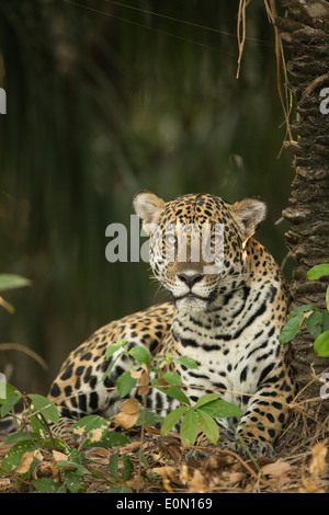 Jaguar along river, Pantanal, Brazil, South America (Panthera onca) Stock Photo