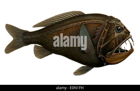 Anoplogaster cornuta is a species of deep-sea fish known for its ...