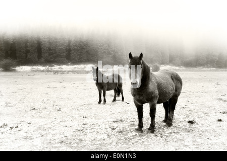 winter landscape with two horses looking and fog. Black and white Stock Photo