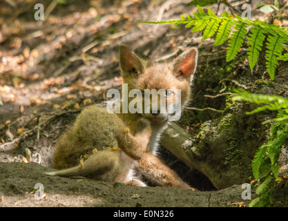 red fox cub having a scratch Stock Photo