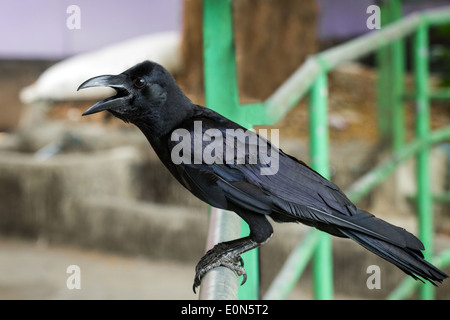 Closeup of a black Jungle crow (also known as large-billed crow or thick-billed crow) bird outdoors Stock Photo