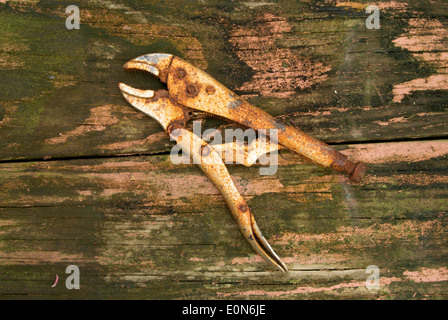 Rusty visegrip wooden board. Stock Photo