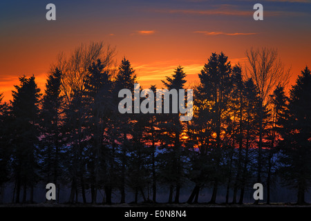 Silhouetted trees after sunset in Western New York. Stock Photo