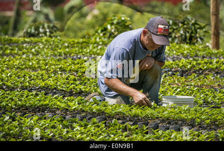 Jardin, Department Antioquia, Colombia. 20th Mar, 2014. March, 20, 2014 - A worker nurtures the young coffee plants growing on the hillsides of Jardin in Department Antioquia region of Colombia.Story Summary:.Deep in the verdant valleys of Colombia's Department Antioquia region is Fabio Alonso Reyes Cano's coffee finca. Finca La Siemeona has been in Cano's family for generations. He and two workers farm the 5-acres of land as his ancestors did, bean by bean. It is a tradition that has dwindled amid modern day farming techniques that harvest quicker but the selectively picked ripe deep Stock Photo