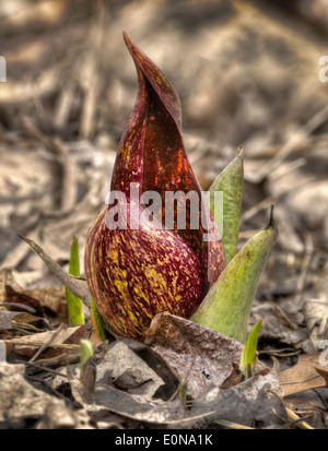 Eastern Skunk cabbage growing in leaf litter Stock Photo