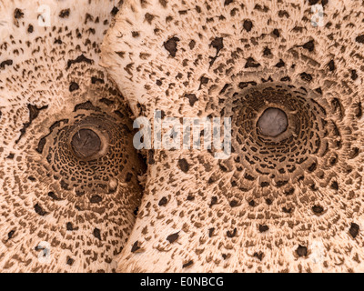 Close up view of two large overlapping parasol mushroom caps, Macrolepiota procera looking like a face with eyes. See E0NBGA. Stock Photo