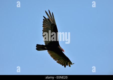 Turkey Vulture (Cathartes aura) soaring, Petit Jean State Park, Arkansas, USA Stock Photo