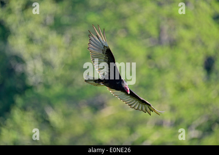 Turkey Vulture (Cathartes aura) soaring, Petit Jean State Park, Arkansas, USA Stock Photo
