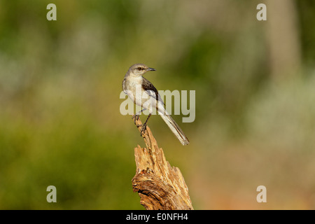 Northern Mockingbird (Mimus polyglottos), Rio Grande City, Texas, USA Stock Photo