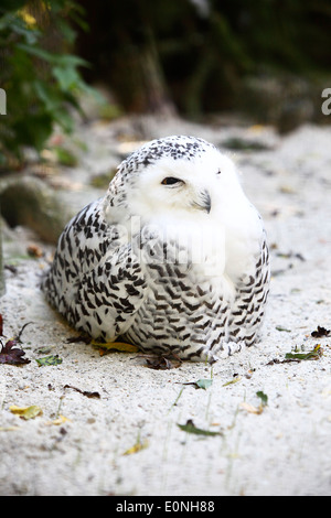 Snow owl in a deer park Stock Photo