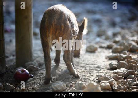 Young wild boar in a deer park Stock Photo