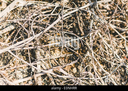 close up of dry twigs overlapping eachother Stock Photo