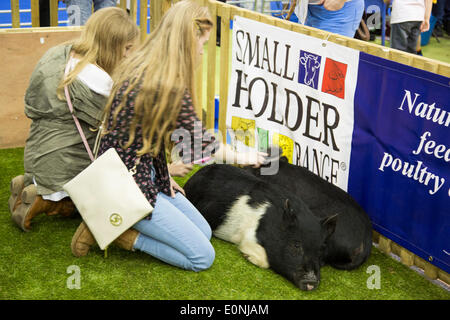 London, UK. 17 May 2014. Picture: two teenage girls brush pet pigs.  The London Pet Show, now in its 4th year, takes place on 17-18 May 2014 at Earl's Court with pets such as reptiles, rabbits, ducks, cats, dogs and ponies on show. Photo: Nick Savage/Alamy Live News Stock Photo