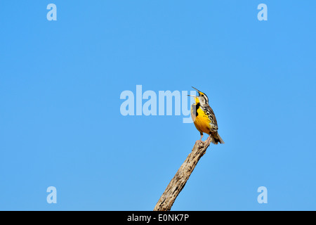 Eastern Meadowlark (Sturnella magna), Rio Grande City, Texas, USA Stock Photo