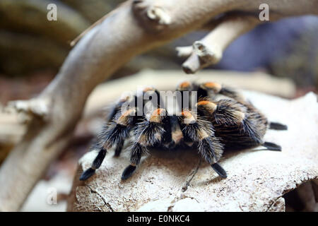 London, UK. 17th May 2014. A tarantula spider at the London Pet Show, Earls Court, London. Credit:  Paul Brown/Alamy Live News Stock Photo