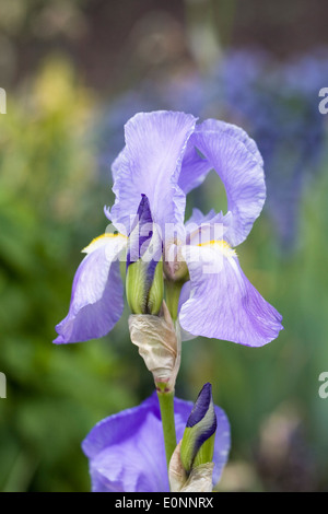 Violet Bearded Iris. Stock Photo