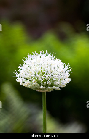 Allium Nigrum Bulbs Stock Photo - Alamy