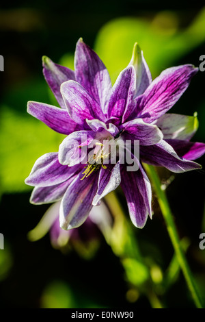 Close of a single flower head from Aquilegia Nora Barlow Stock Photo
