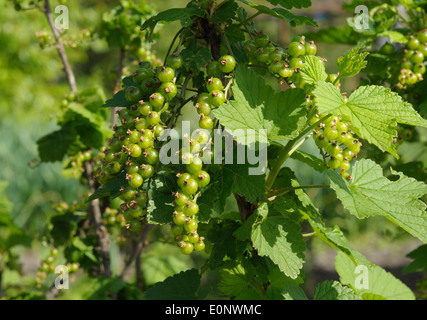 bush of red currant with unripe berries Stock Photo