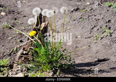 bush of dandelion with yellow flower and fluffy heads Stock Photo