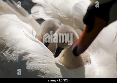 Abbotsbury Swannery, Dorset UK 17 May 2014. Cute fluffy cygnets cygnet, baby swans swan, ride on the parents swans back, snuggled under the feathers for protection.  Mute swans - Cygnus olor. Credit:  Carolyn Jenkins/Alamy Live News Stock Photo
