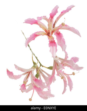 Flowers of Ceiba speciosa, silk floss tree flower, isolated on white. Stock Photo