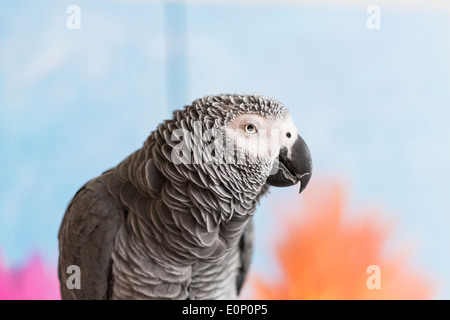 African Gray parrot, Psittacus erithacus. Stock Photo